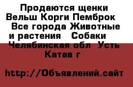 Продаются щенки Вельш Корги Пемброк  - Все города Животные и растения » Собаки   . Челябинская обл.,Усть-Катав г.